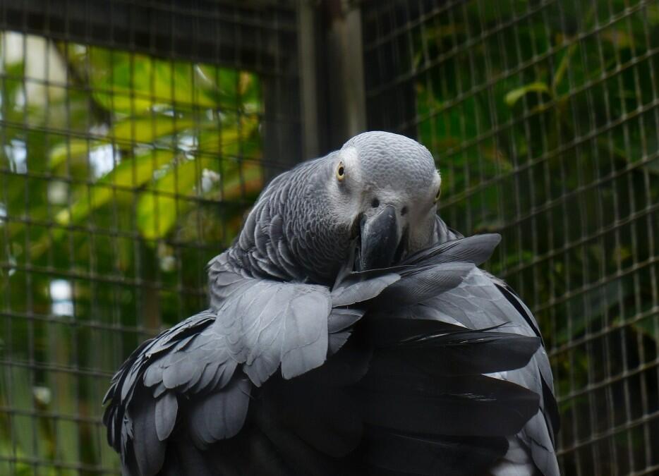 Ghana’s Grey Parrot population may soon cease to exist