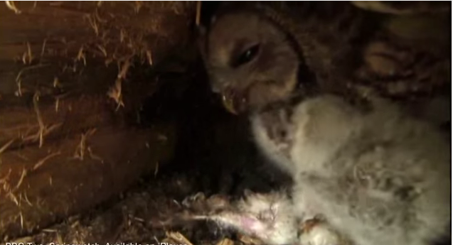 Moment Mother Owl Dismembers Her Baby Chick On Springwatch