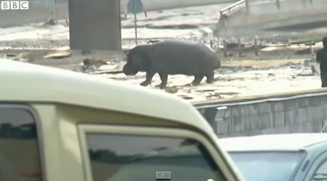 Zoo animals are roaming free in the country of Georgia after devastating floods