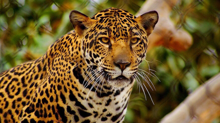 Brésil: un jaguar abattu après le passage de la torche olympique