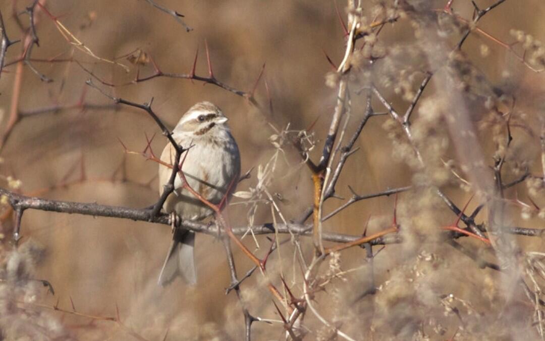 Beijing buntings beguile birders