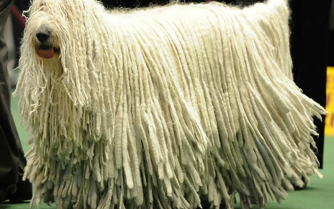 The Hungarian barking sheep