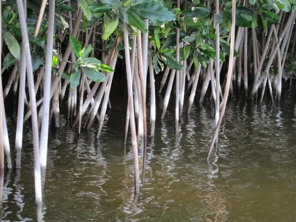 Mangroves and Global Sea Rise: Even More Resilient Than Thought