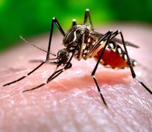 Investigadores diseñan anticuerpos para combatir el virus de chikungunya