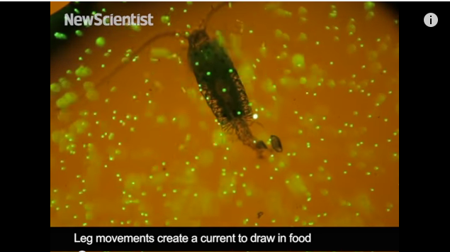 Plankton snacking on plastic caught on camera for the first time