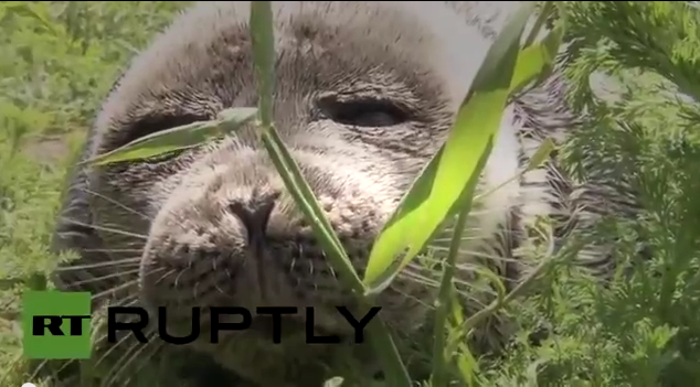 Cute seal pup charms Baikal before heading back to the wild