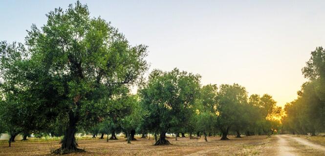 Olivos bajo amenaza