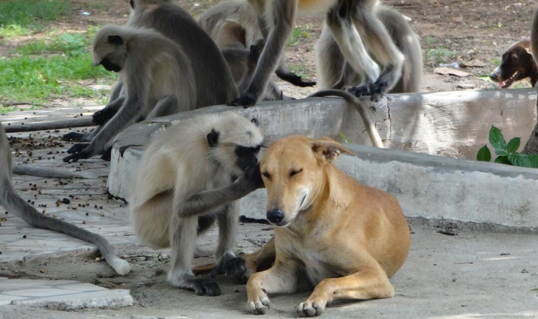 extraordinary animal encounters