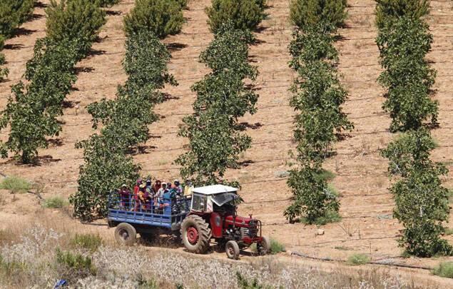 Les agriculteurs libanais craignent une pénurie de saisonniers syriens