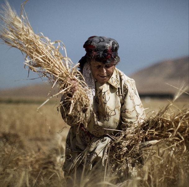 A Palestinian farmer woman harvesting wheat by hand