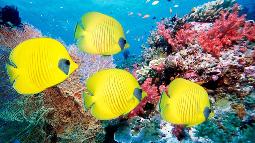 Algunos peces marinos se adaptan al agua dulce!!!