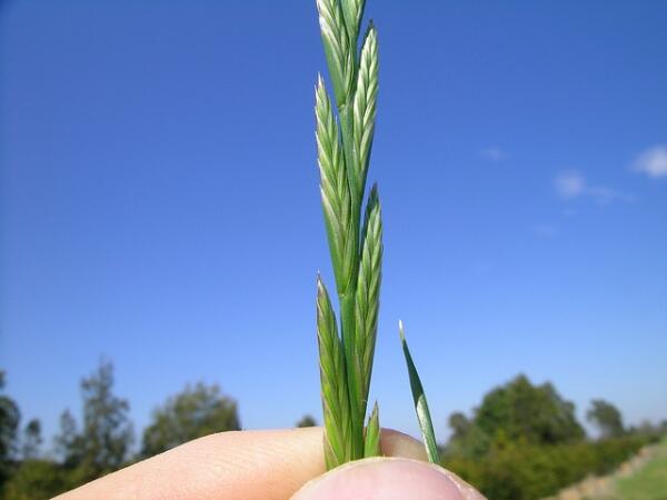 Drought: Saving Water with Plant Genetics, Breeding Salt Tolerance