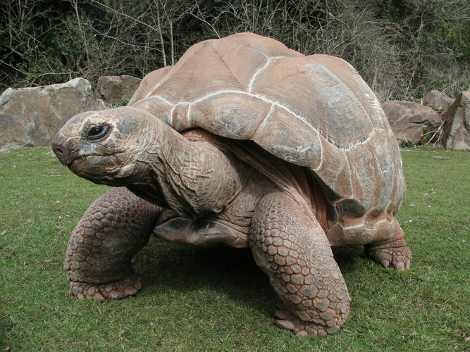 Giant tortoise