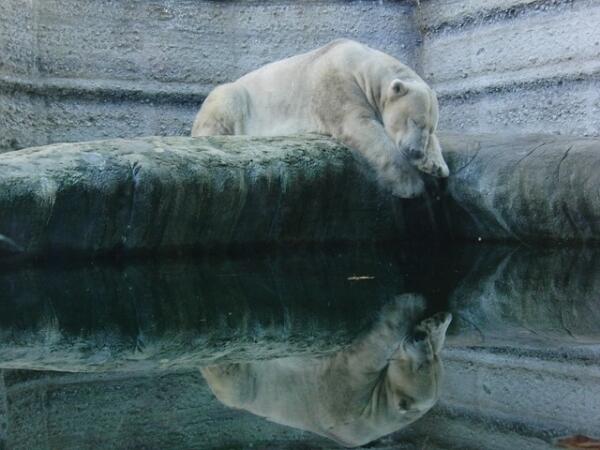 Polar Bear Secrets: Starvation is Inevitable, Say Experts