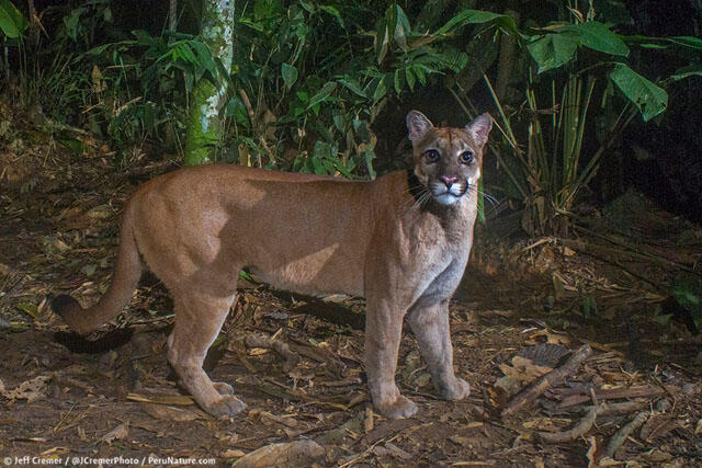 Animaux rares au Brésil