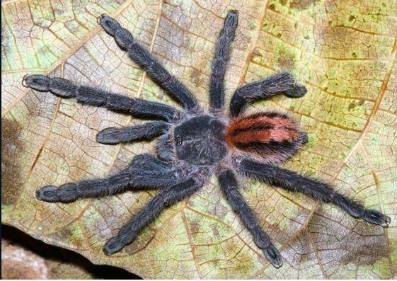 Mysterious Spider With Blood-Red Fangs Found in Australia