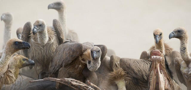 Conservationists warn Africa’s vultures are sliding towards extinction