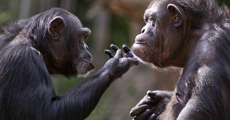 Chimps’ minds handle facial recognition in a similar way to humans