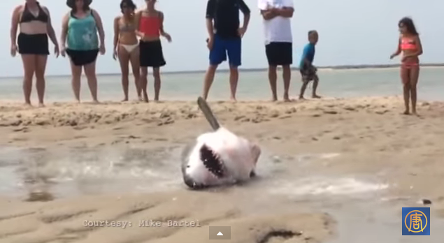 Massachusetts beachgoers help rescue stranded shark