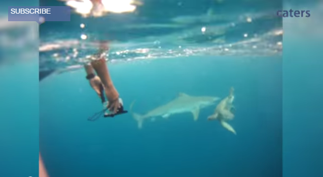 Crafty Turtle Avoids Being Tiger Shark’s Dinner