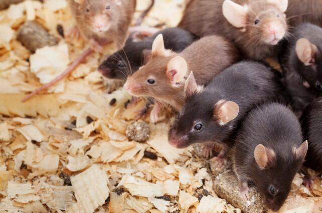 Male Mice Can Reproduce Without Y Chromosomes