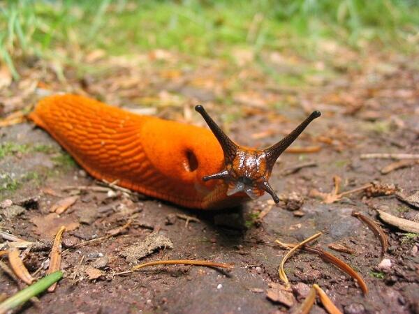 Slugs and Nematodes: A Symbiotic, Megabus-Like Relationship?