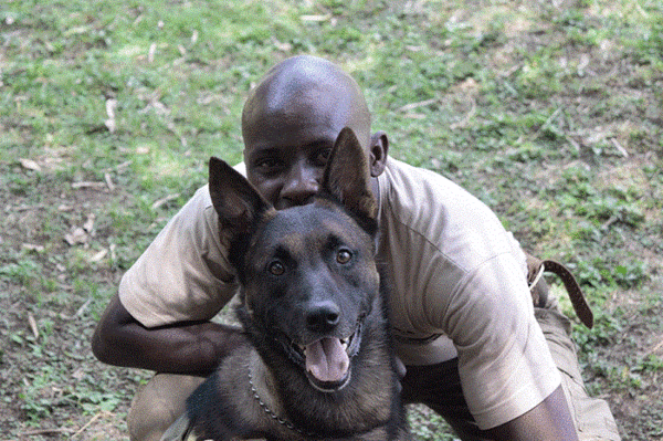 Ivory: Sniffer Dogs at African Ports Now on Smugglers’ Tails