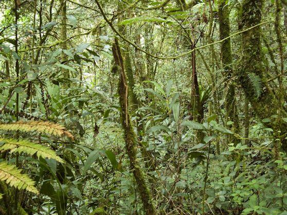 Buenas Noticias sobre los Bosques y el Dióxido de Carbono