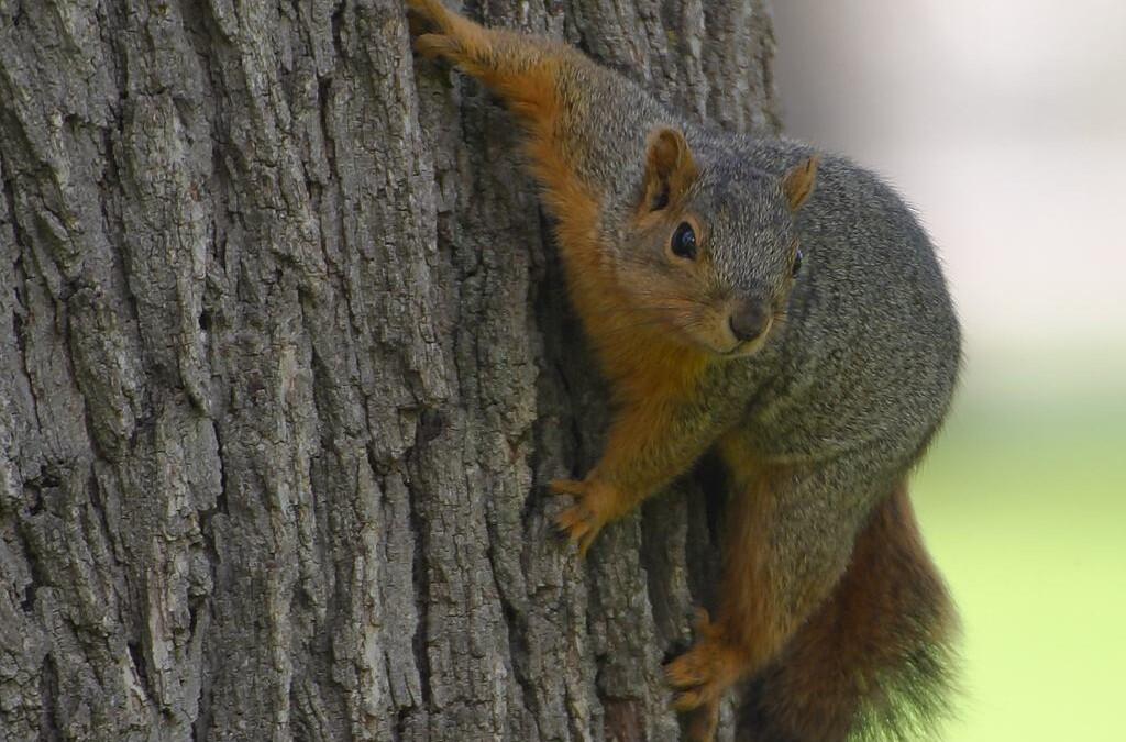 Characteristics of the tree squirrel