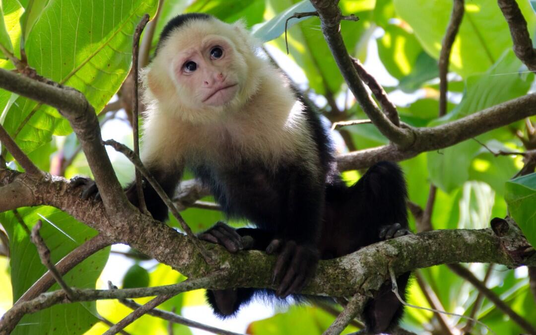 White faced monkeys