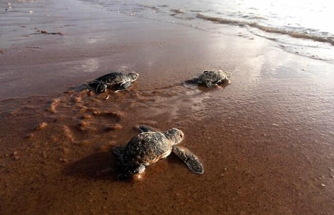 Value of Lebanon’s sea turtles comes under spotlight