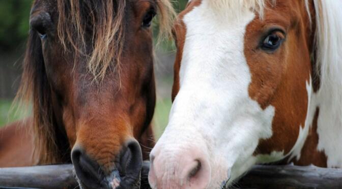 Horses share facial expressions with humans