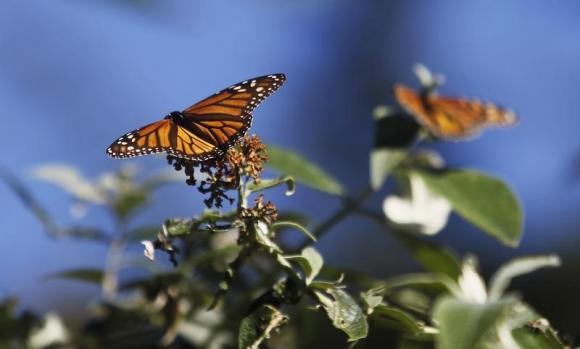 En Ile-de-France, toujours moins d’oiseaux et de papillons