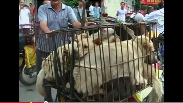 Dog meat festival in China