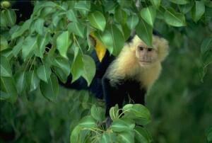 white-faced-monkey