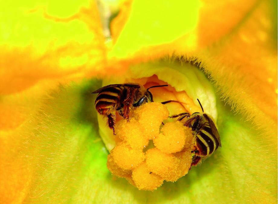 Las abejas: una ayuda gratis para la seguridad alimentaria de millones de pequeños agricultores