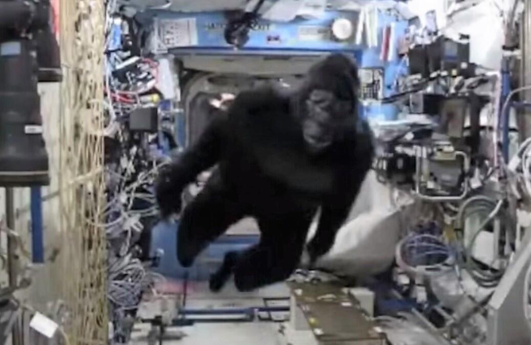 Ape in space with NASA ?!