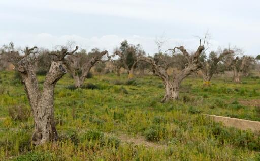 Dans les Pouilles, les oliviers millénaires se meurent de la xylella