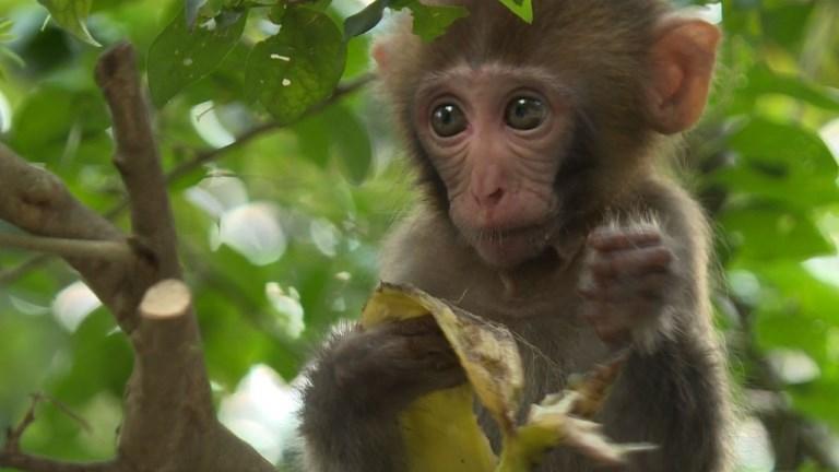 A Hong Kong, les singes sont chez eux