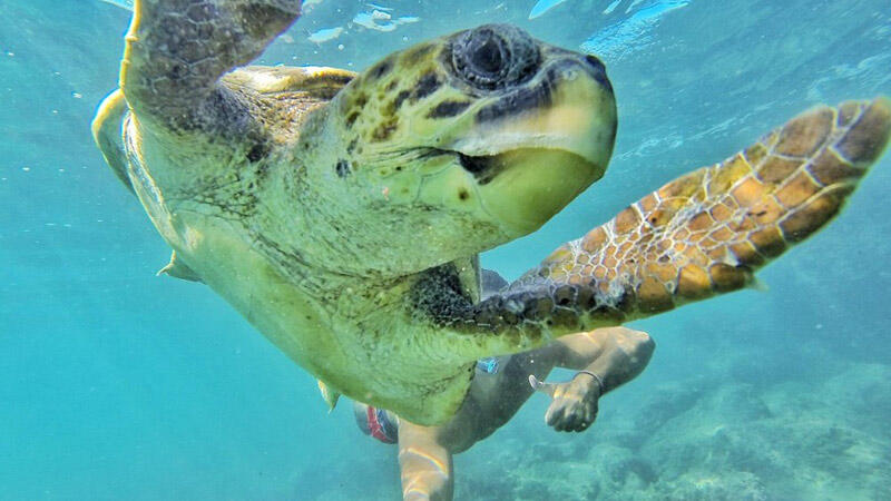 Nager avec les tortues à Tyr