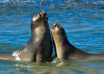 Total-Patagonia-tourism-tour