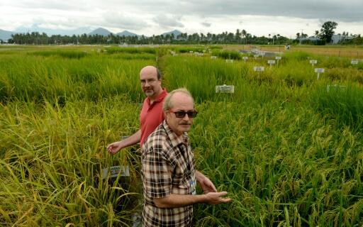 Une percée sur le patrimoine génétique du riz annonce-t-elle une nouvelle « révolution verte »?