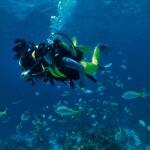 a_BUCEO-a