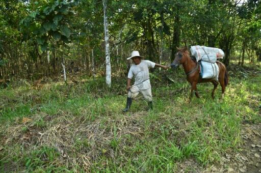 Colombie: des villages désertés avec l’abandon des cultures de coca