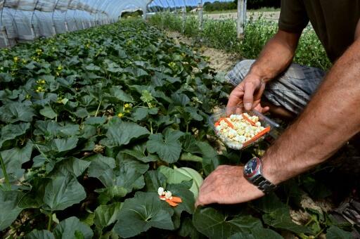 Agriculture: dans la Drôme, un bio-district unique en France