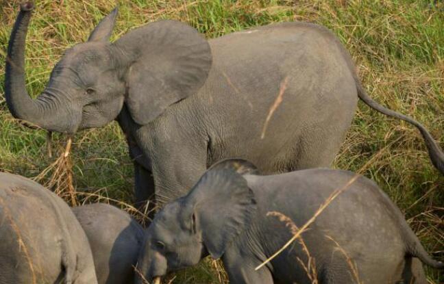 Dans la Garamba, aux confins de la RDC, se joue une guerre pour la survie des éléphants