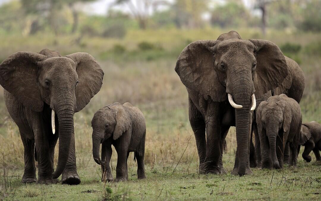 Les éléphants de la réserve tanzanienne de Selous pourraient disparaître d’ici 2022