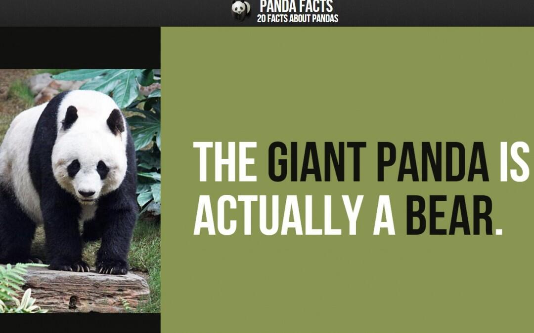 Panda Facts