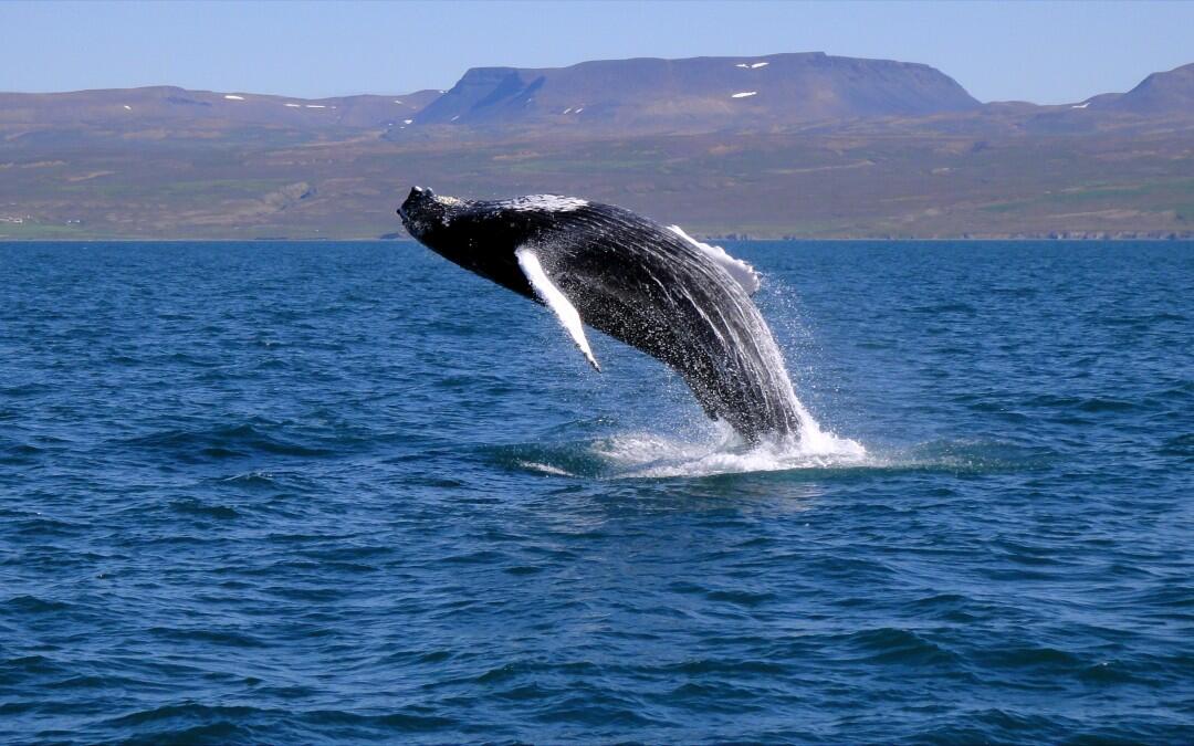 Whales saved “for this Summer” in Iceland