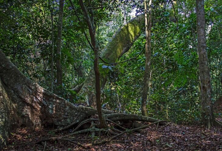 Zika : la soudaine notoriété de la forêt d’Ouganda où le virus a été découvert